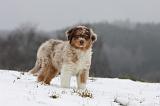 BERGER AUSTRALIEN PUPPIES 466